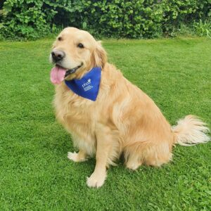 Dog bandana